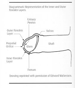 AAP's compressed version of intact penis diagram