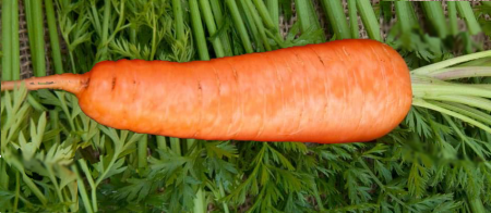 carrot