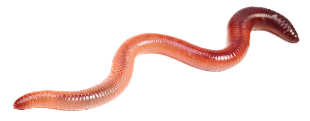 analogy-earthworm