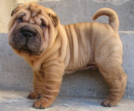 a Shar-Pei