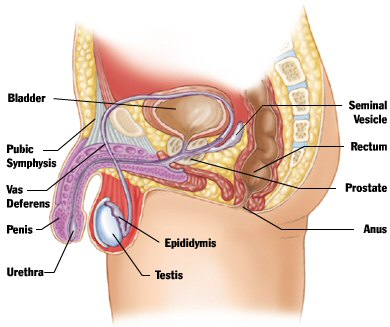 anatomy test