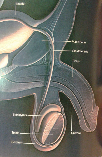 National Geographic - anatomy of a penis shown with no sign of a foreksin