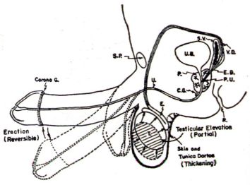 Masters and Johnson's erect penis